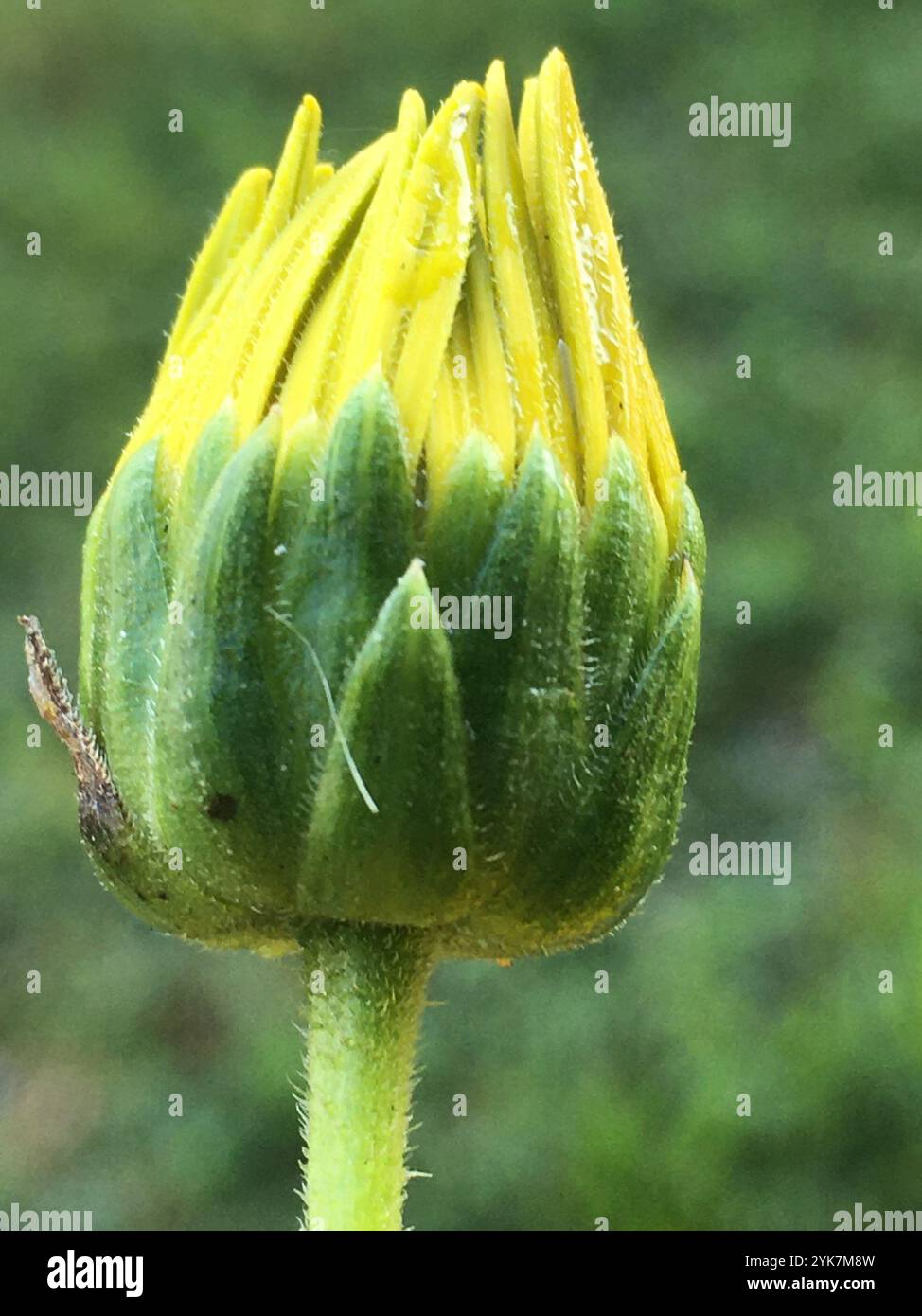 Mehrjährige Sonnenblume (Helianthus x laetiflorus) Stockfoto