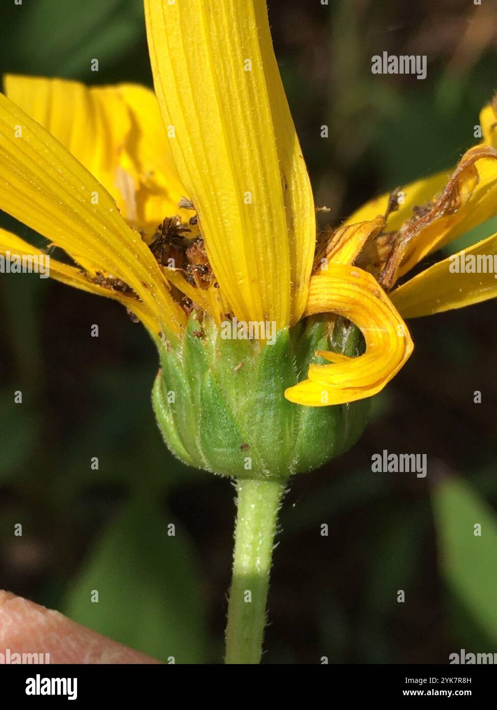 Mehrjährige Sonnenblume (Helianthus x laetiflorus) Stockfoto