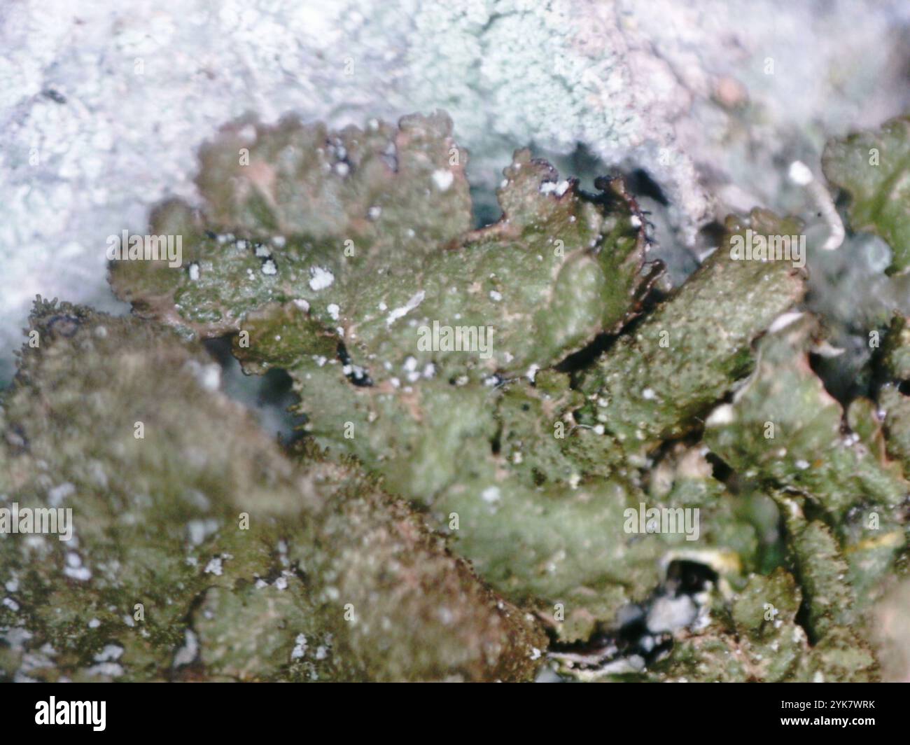 Polierte Tarnflechte (Melanelixia glabratula) Stockfoto