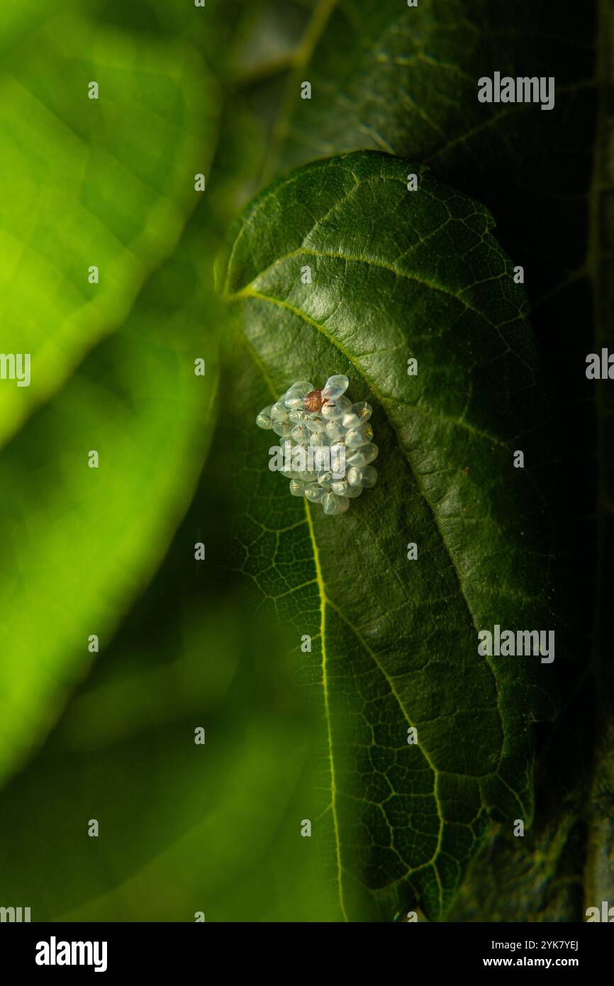 Goiania, Goias, Brasilien – 16. November 2024: Eine Gruppe von Insekteneiern, die an einem Maulbeerblatt befestigt sind. Stockfoto