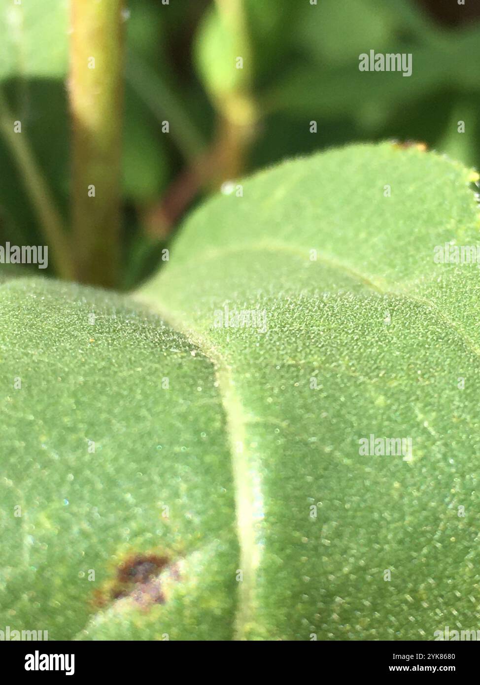 Mehrjährige Sonnenblume (Helianthus x laetiflorus) Stockfoto