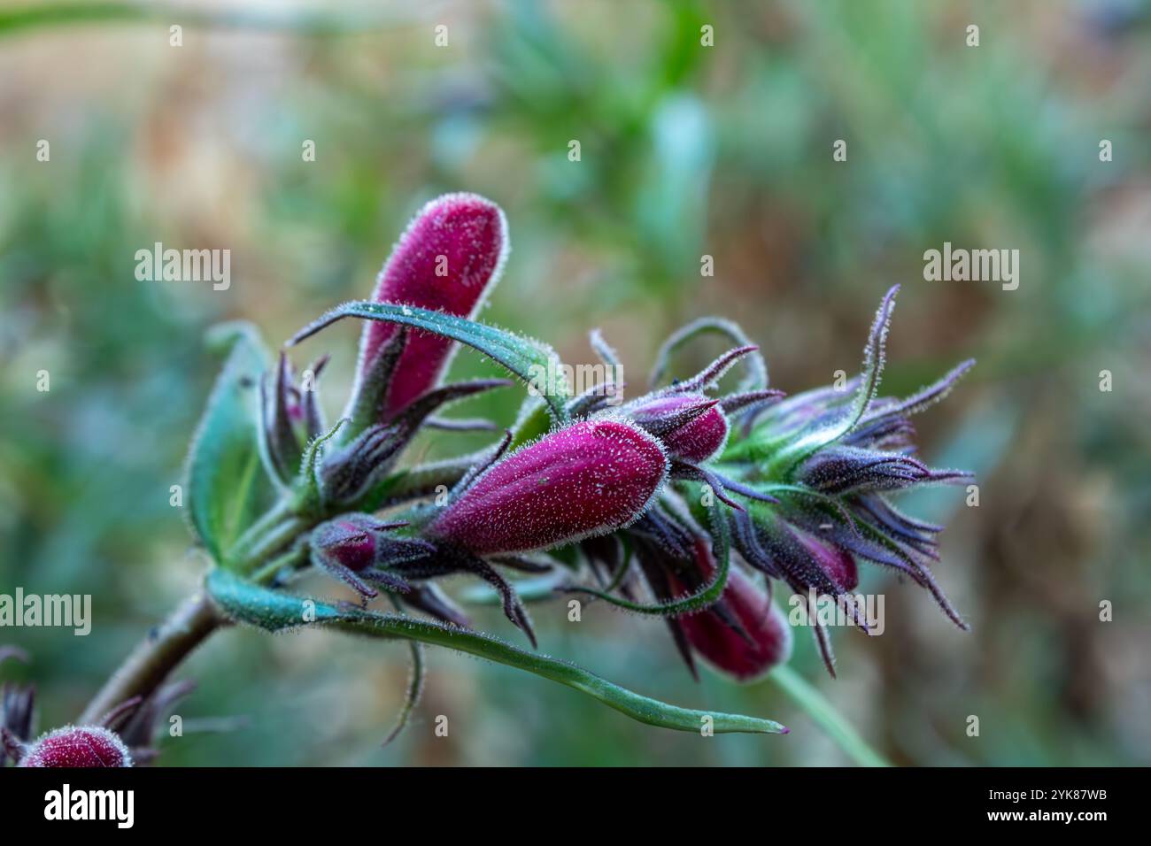 Flor Silvestre Stockfoto