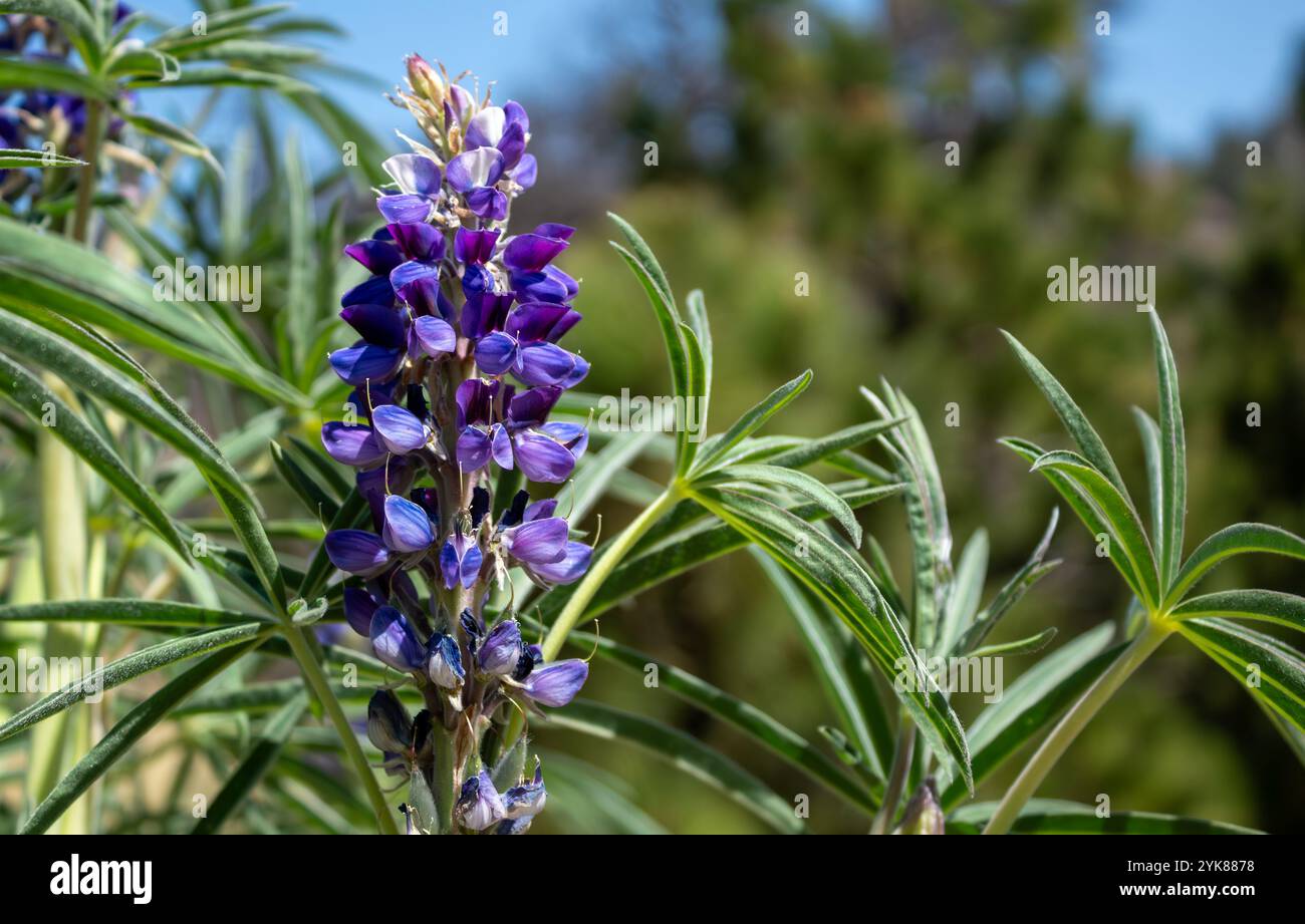 Lupinus exaltatus Stockfoto