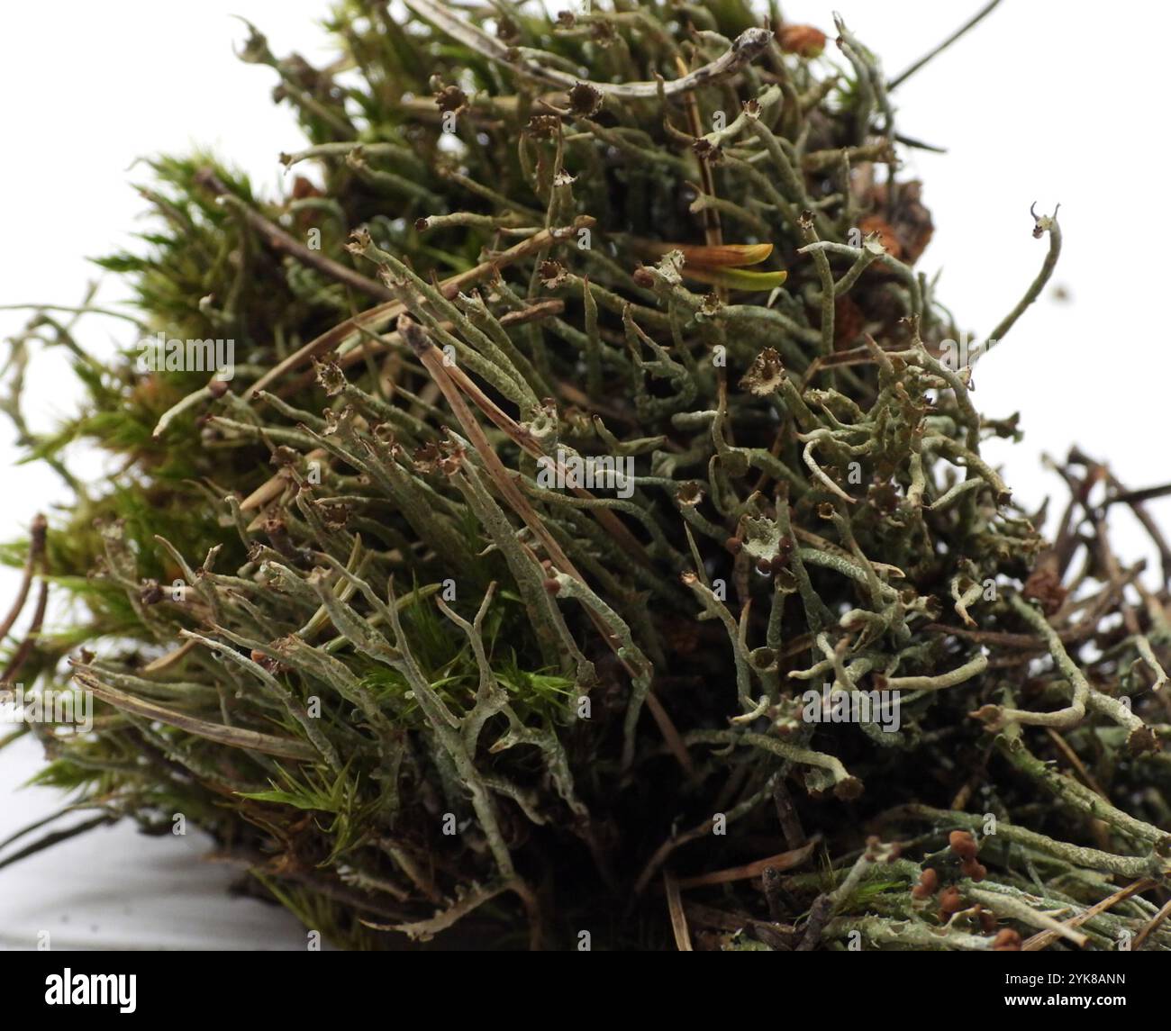 Smooth Pixie Flechte (Cladonia gracilis gracilis) Stockfoto