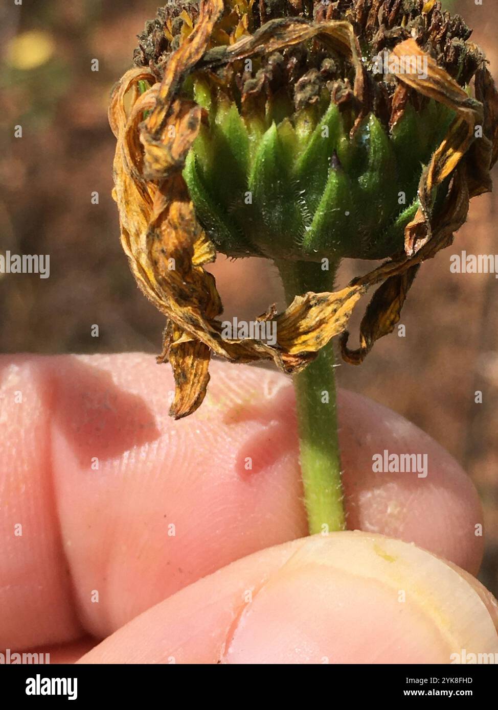 Mehrjährige Sonnenblume (Helianthus x laetiflorus) Stockfoto