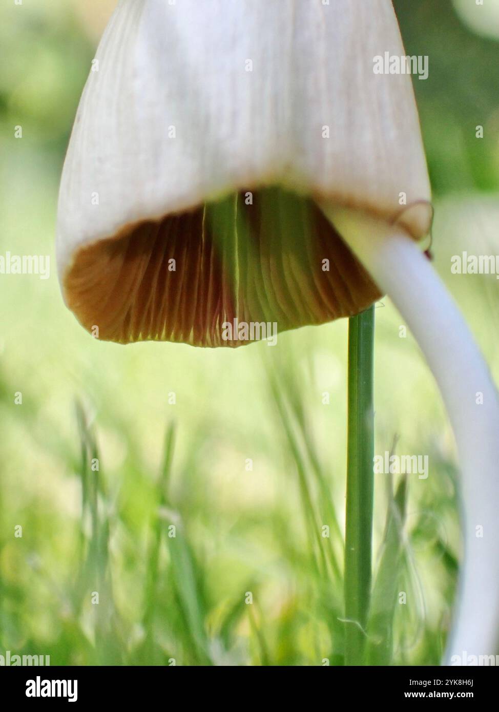 Weiße Dunstkappe (Conocybe apala albipes) Stockfoto