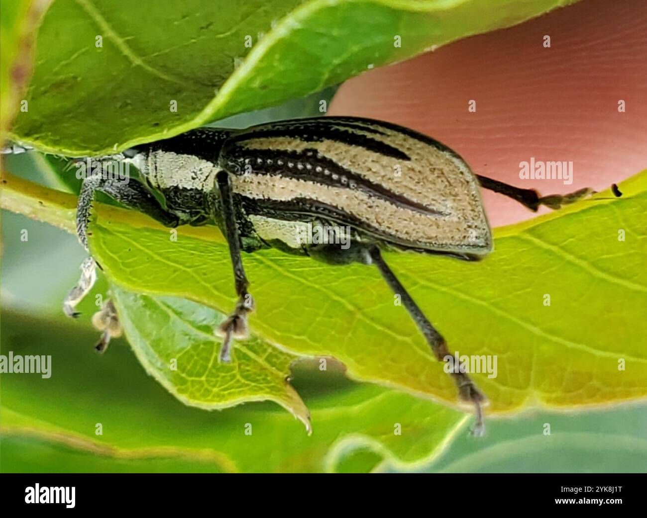 Diaprepes Root Weevil (Diaprepes abbreviatus) Stockfoto