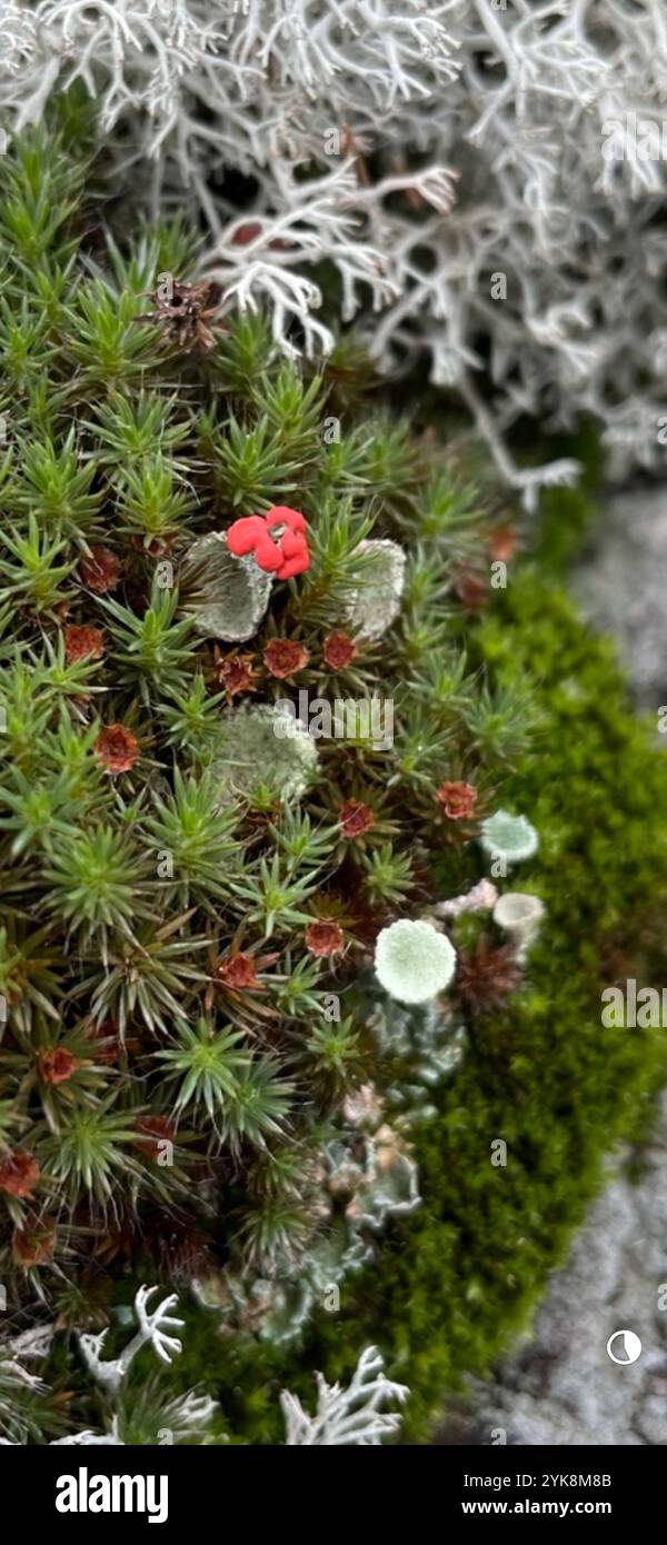 Britische Soldatenflechte (Cladonia cristatella) Stockfoto