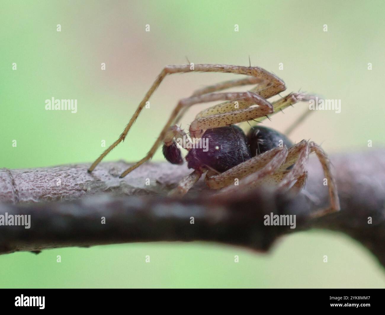 Eurasische Laufkrabbenspinne (Philodromus dispar) Stockfoto