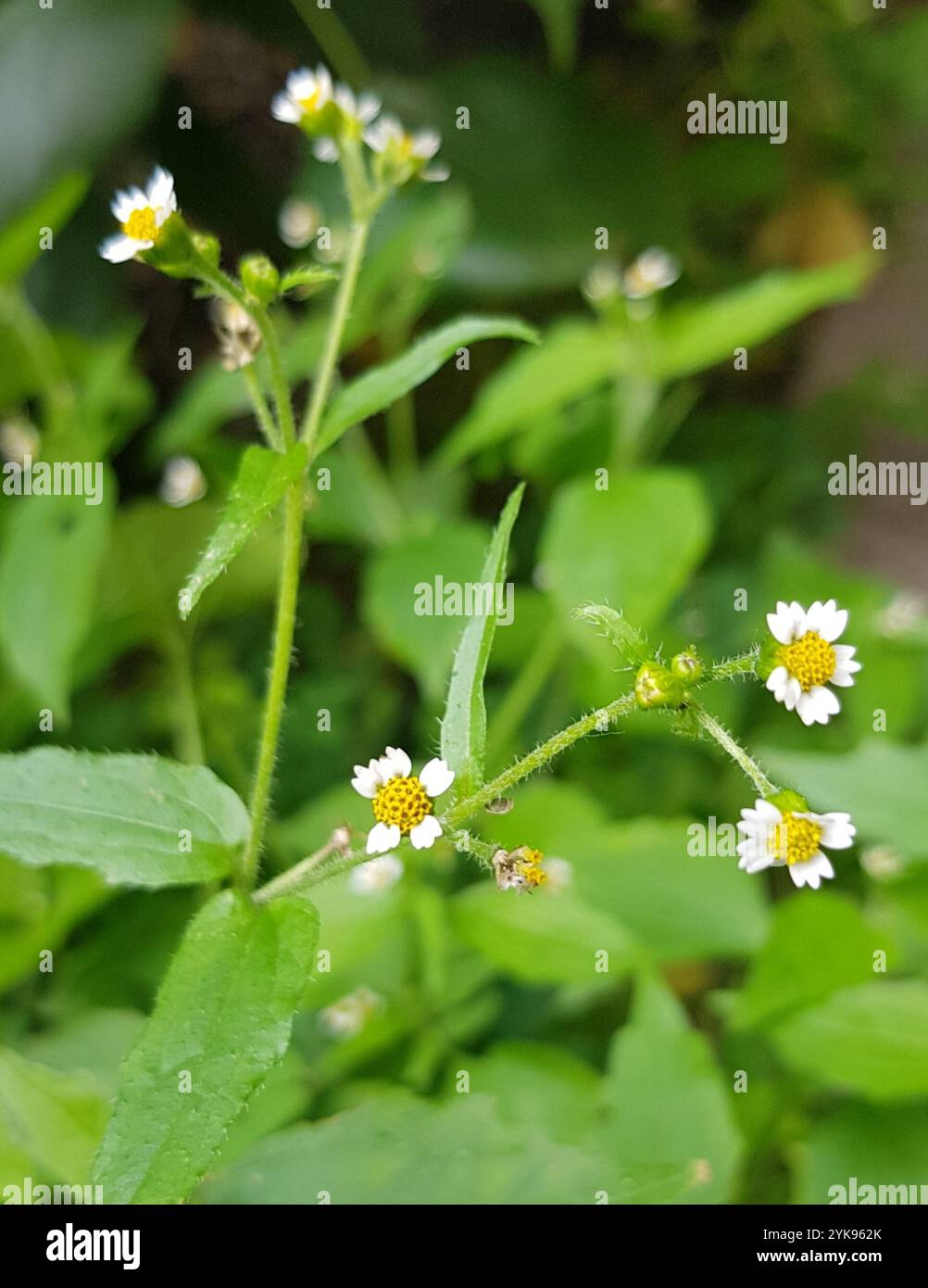 shaggy Soldat (Galinsoga quadriradiata) Stockfoto