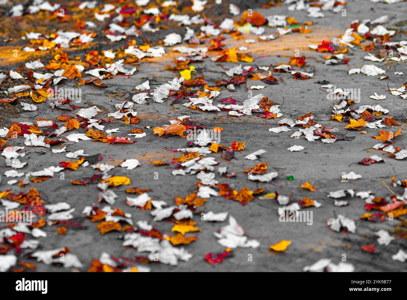 Herbst, Herbst, Nahaufnahme eines unbefestigten Weges, Pfad mit orangefarbenen, roten und gelben Blättern auf dem Boden. Stockfoto