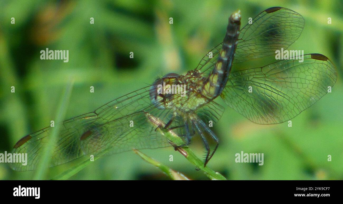 Little Blue Dragonlet (Erythrodiplax minuscula) Stockfoto