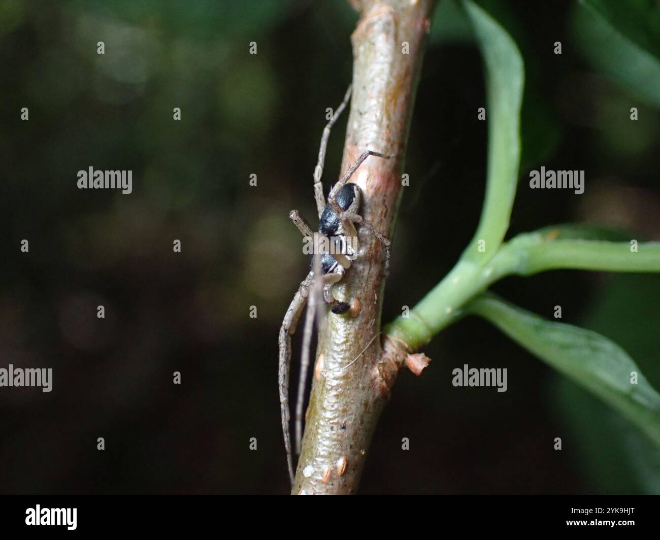 Eurasische Laufkrabbenspinne (Philodromus dispar) Stockfoto