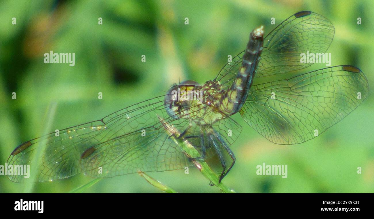 Little Blue Dragonlet (Erythrodiplax minuscula) Stockfoto