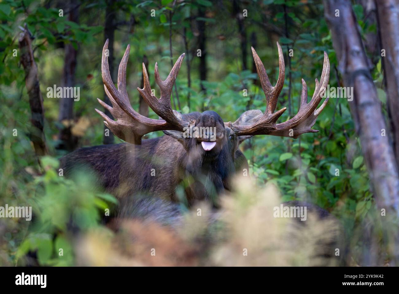 Bullenelch mit ausgezogener Zunge, der eine Kuh während des Rutts in Alaska riecht Stockfoto