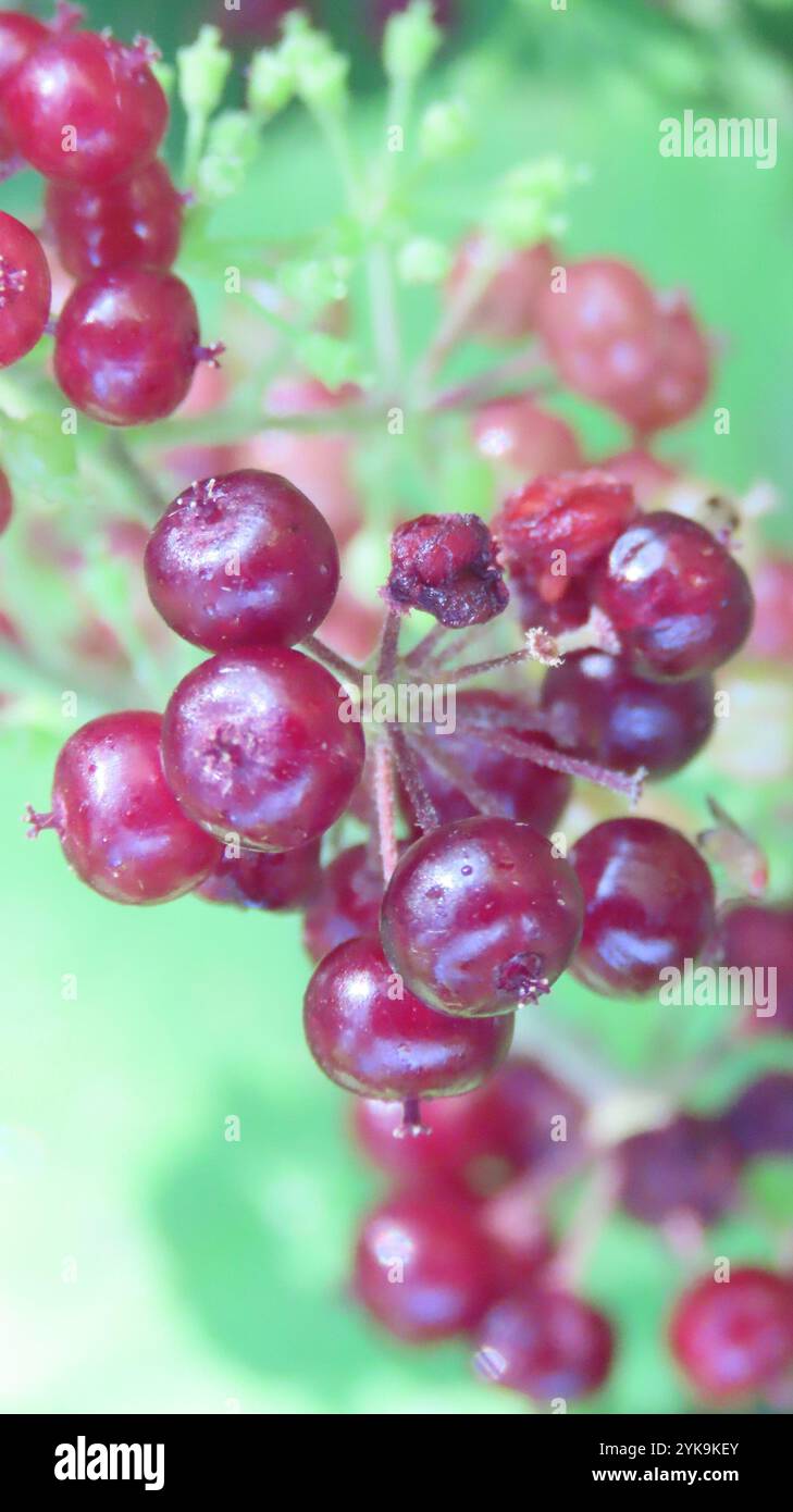 Amerikanische Narde (Aralia Racemosa) Stockfoto