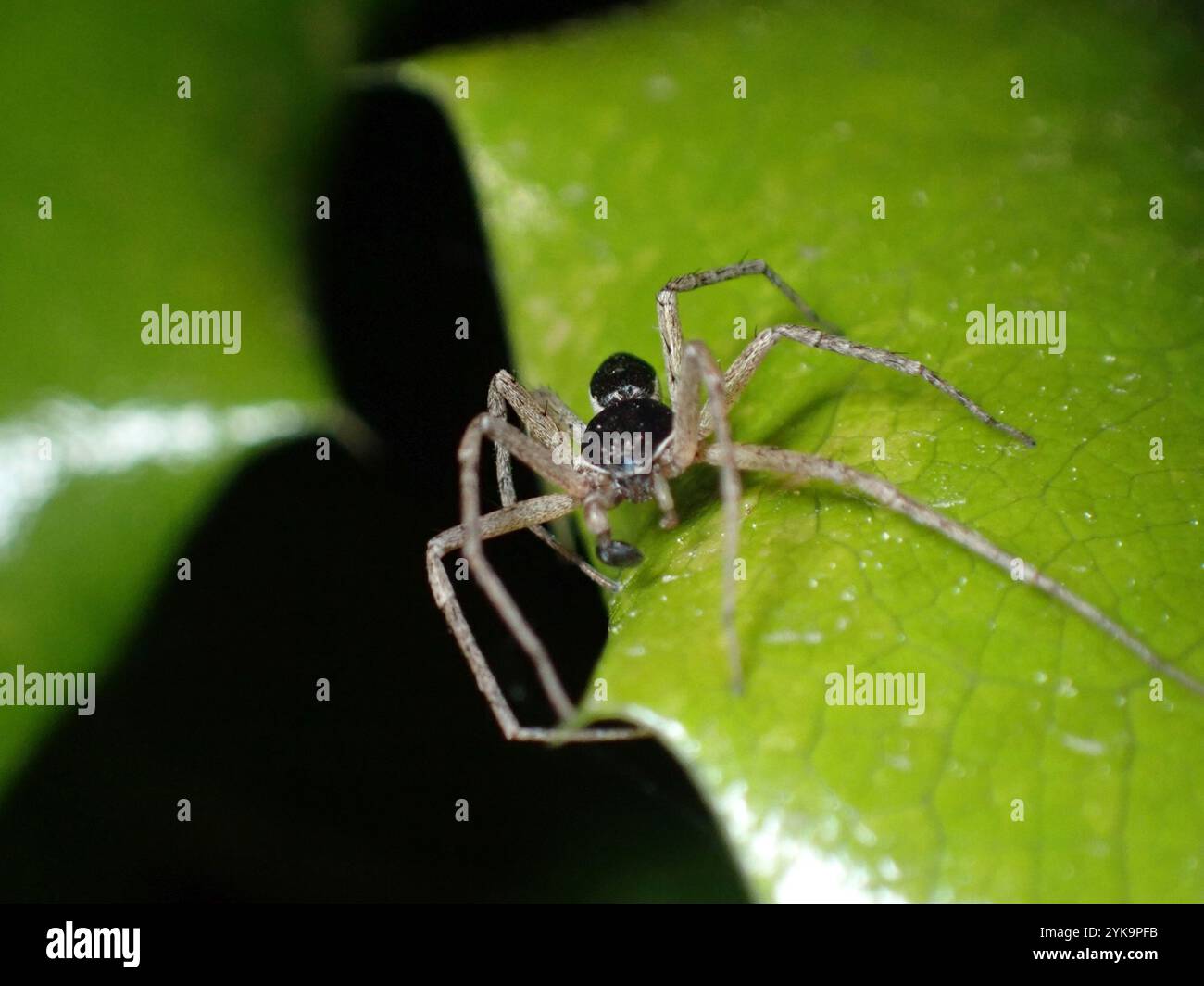 Eurasische Laufkrabbenspinne (Philodromus dispar) Stockfoto