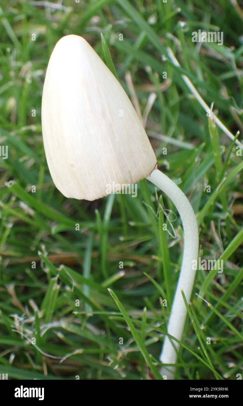 Weiße Dunstkappe (Conocybe apala albipes) Stockfoto