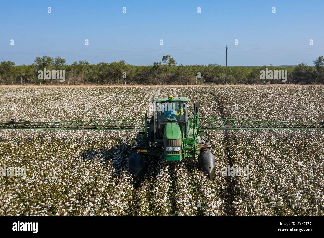 Brandon Schirmer, Betriebsleiter der Schirmer Farms (Batesville), sprüht am 12. August 2020 Entlaubungsmittel auf einem der Felder auf der 1.014 Hektar großen Farm seines Vaters in Batesville, Texas. Herr Schirmer hat sich bereits an das Landwirtschaftsministerium von Texas gewandt, um ihnen mitzuteilen, dass er ein Entlaubungsmittel sprüht, um die Blätter der Baumwollpflanze abzufallen und die Bollen zu öffnen, um etwa 14 Tage später für die Ernte vorzubereiten. Die Pflanze bleibt am Leben und wird weiterhin Baumwolle erzeugen, es sei denn, das Feld muss für eine andere Kultur zur Verbesserung der Bodengesundheit oder aus wirtschaftlichen Gründen neu bepflanzt werden Stockfoto