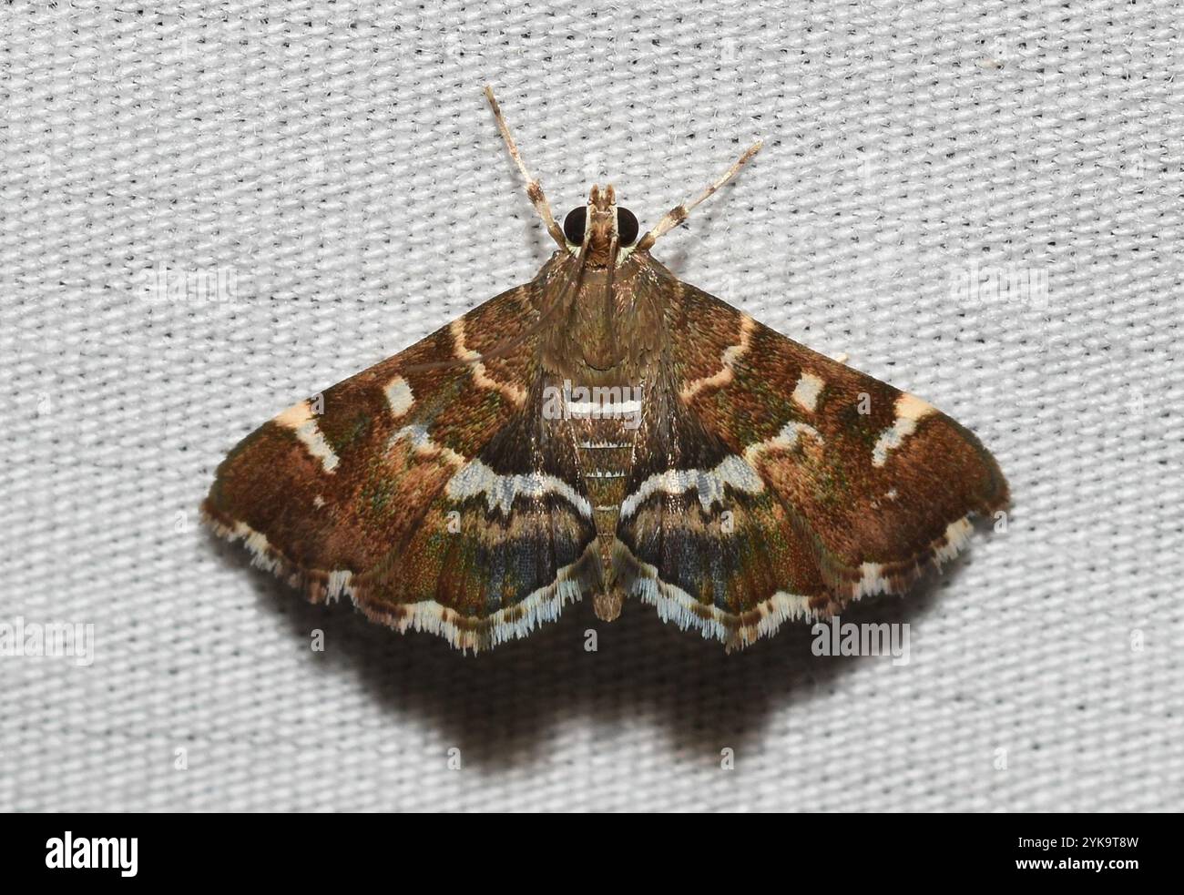 Gefleckte Rüben Webworm Motte (Hymenia perspectalis) Stockfoto