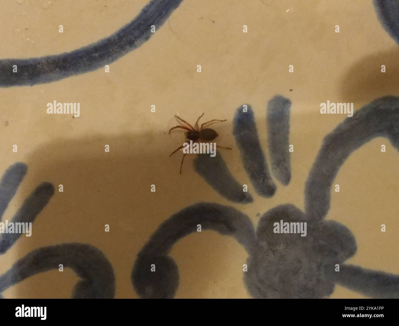 Breiter SAC-Spider (Trachelas tranquillus) Stockfoto