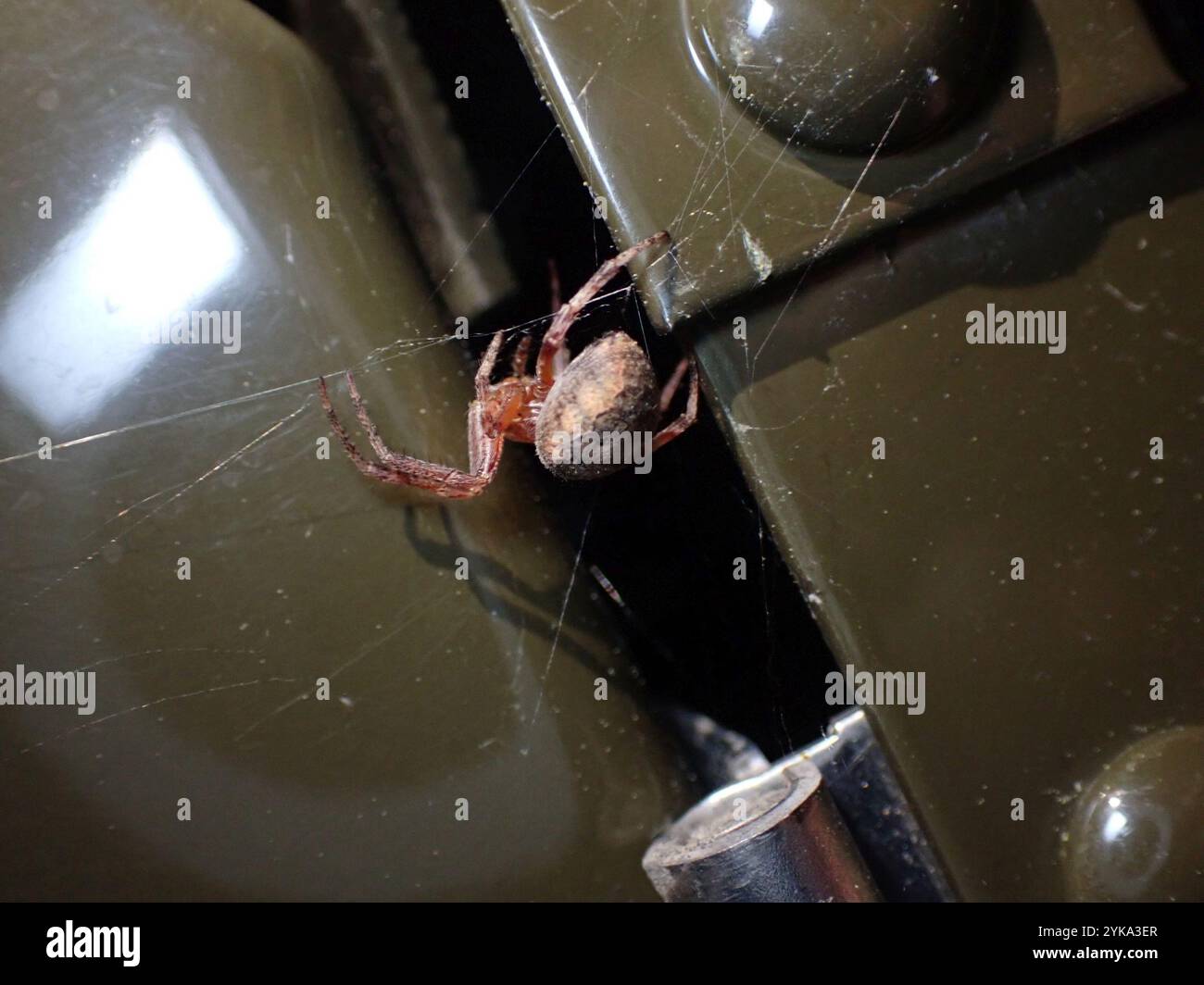 Orbweber (Larinioides patagiatus) Stockfoto