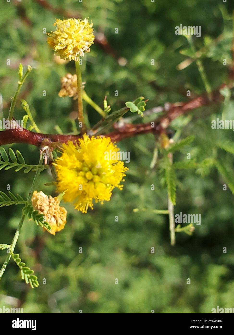 Weißhornakazie (Vachellia constricta) Stockfoto