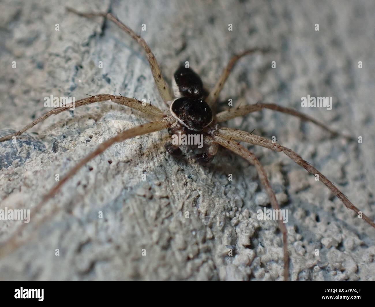 Eurasische Laufkrabbenspinne (Philodromus dispar) Stockfoto