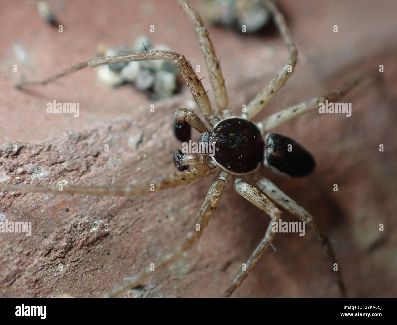 Eurasische Laufkrabbenspinne (Philodromus dispar) Stockfoto