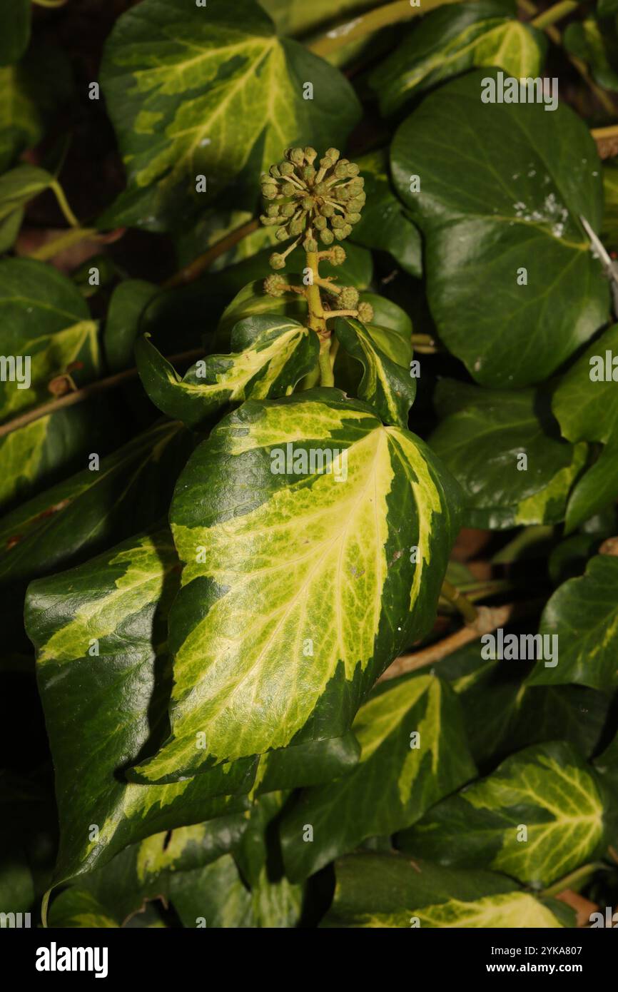 Persischer efeu -Fotos und -Bildmaterial in hoher Auflsung  Alamy
