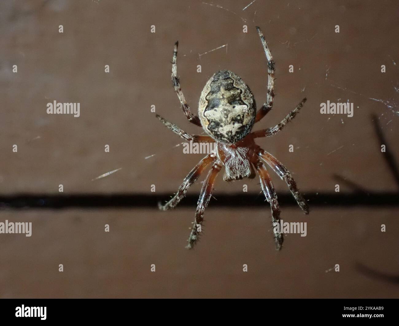 Orbweber (Larinioides patagiatus) Stockfoto