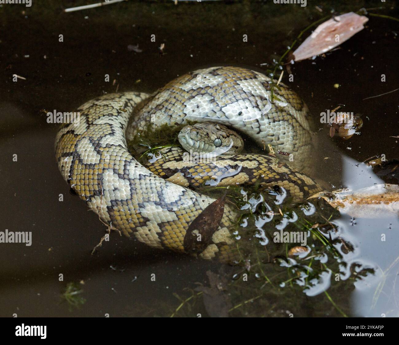 Australischer Teppich Python, nicht giftige Schlange, eingewickelt in Wasser eines Gartenteichs Stockfoto