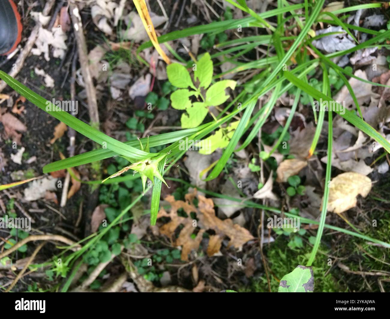 Gray's Segge (Carex gryi) Stockfoto
