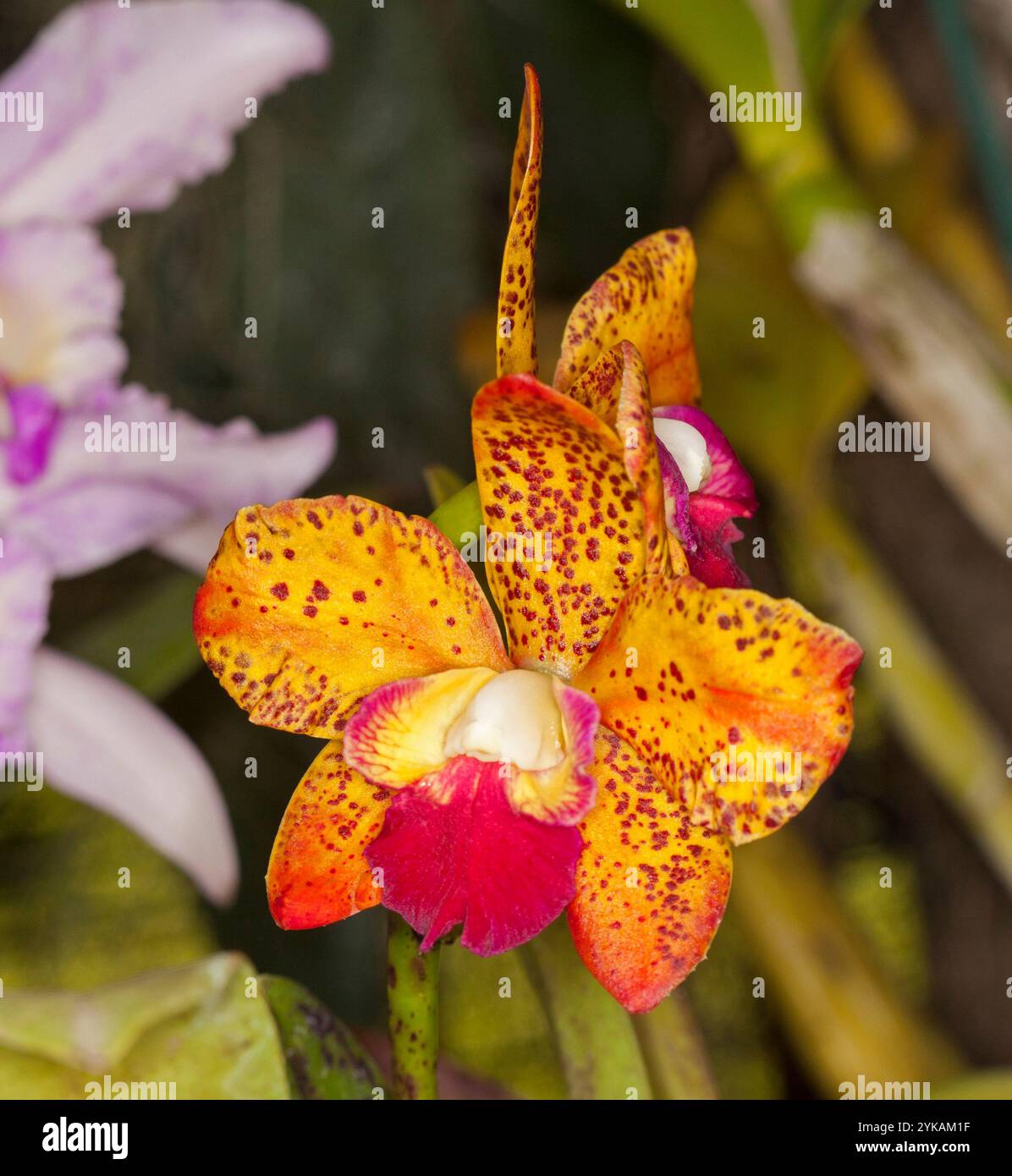 Spektakuläre orange- und rot gesprenkelte Blüte der Orchidee Cymbidium cadbec 'Preci Jewel' auf dunklem Hintergrund Stockfoto
