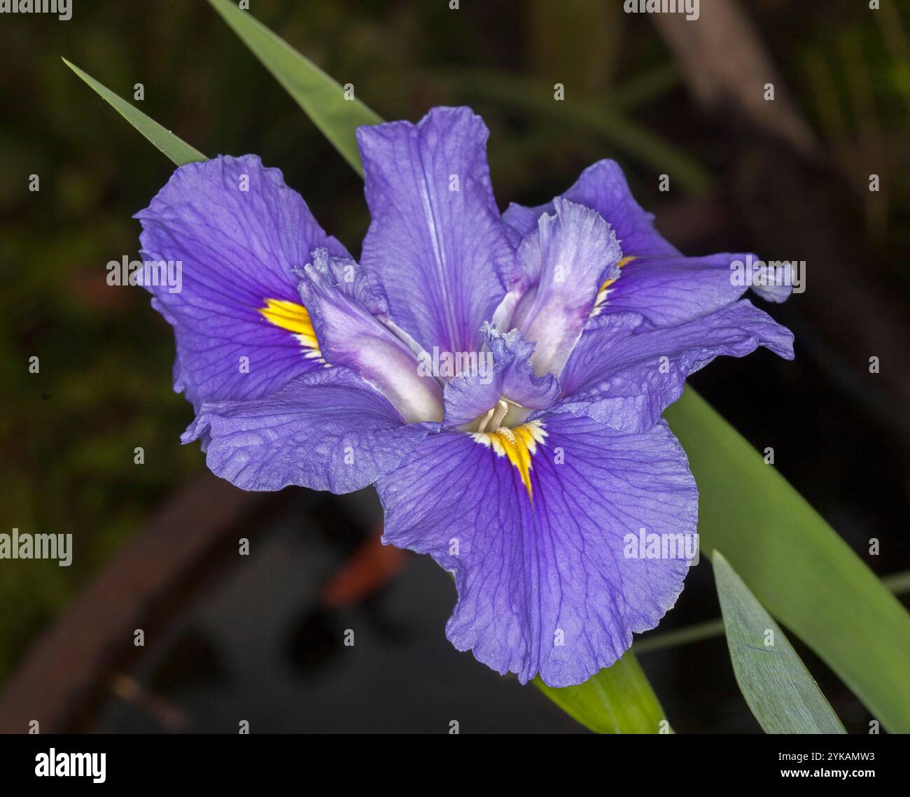 Atemberaubende malve / blaue Blume der Louisiana Iris, eine Wasserpflanze, auf dunklem Hintergrund Stockfoto