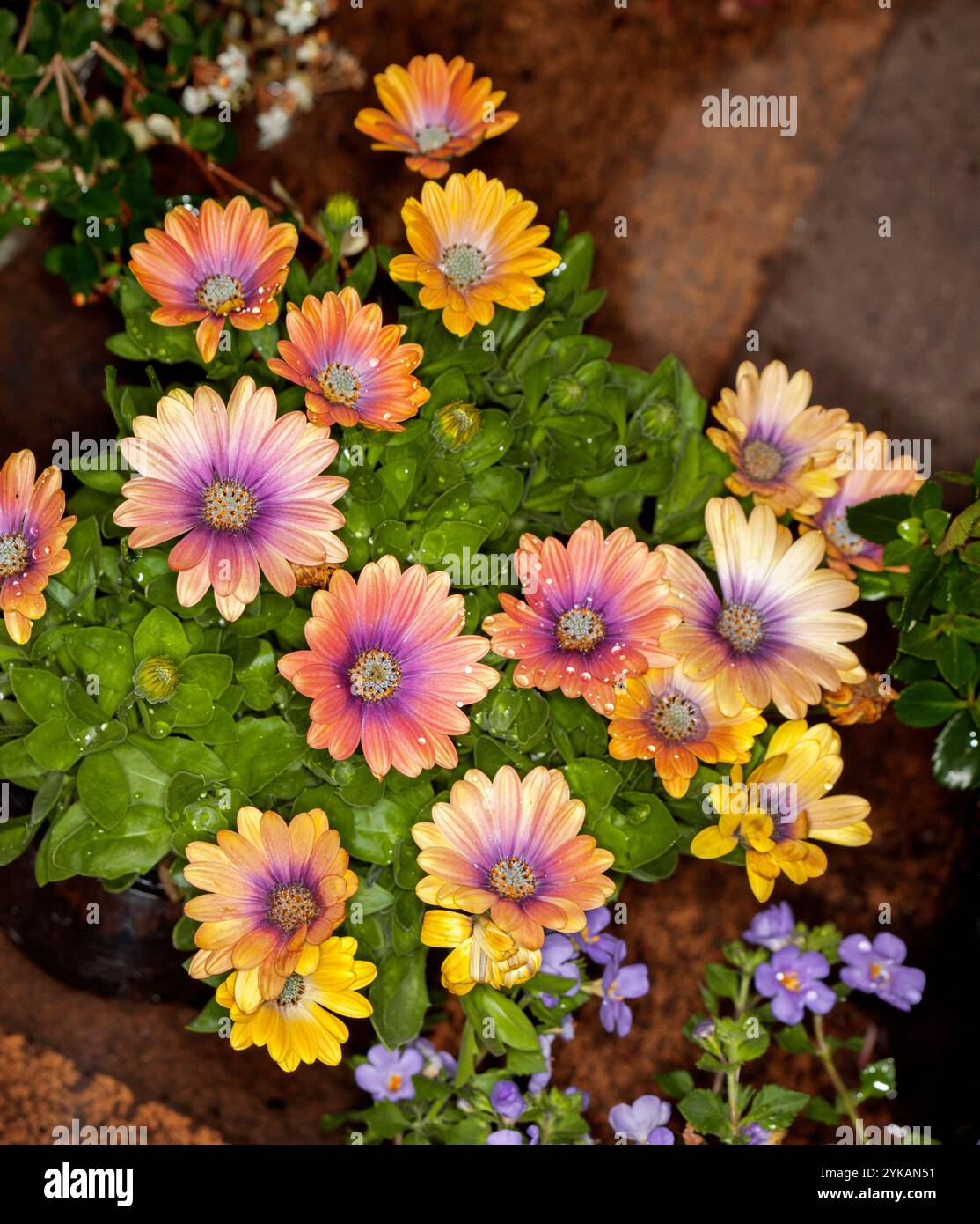 Gruppe lebendiger orangener Blüten und hellgrüner Blätter von Osteospermum, mehrjährige Gartenpflanze Stockfoto