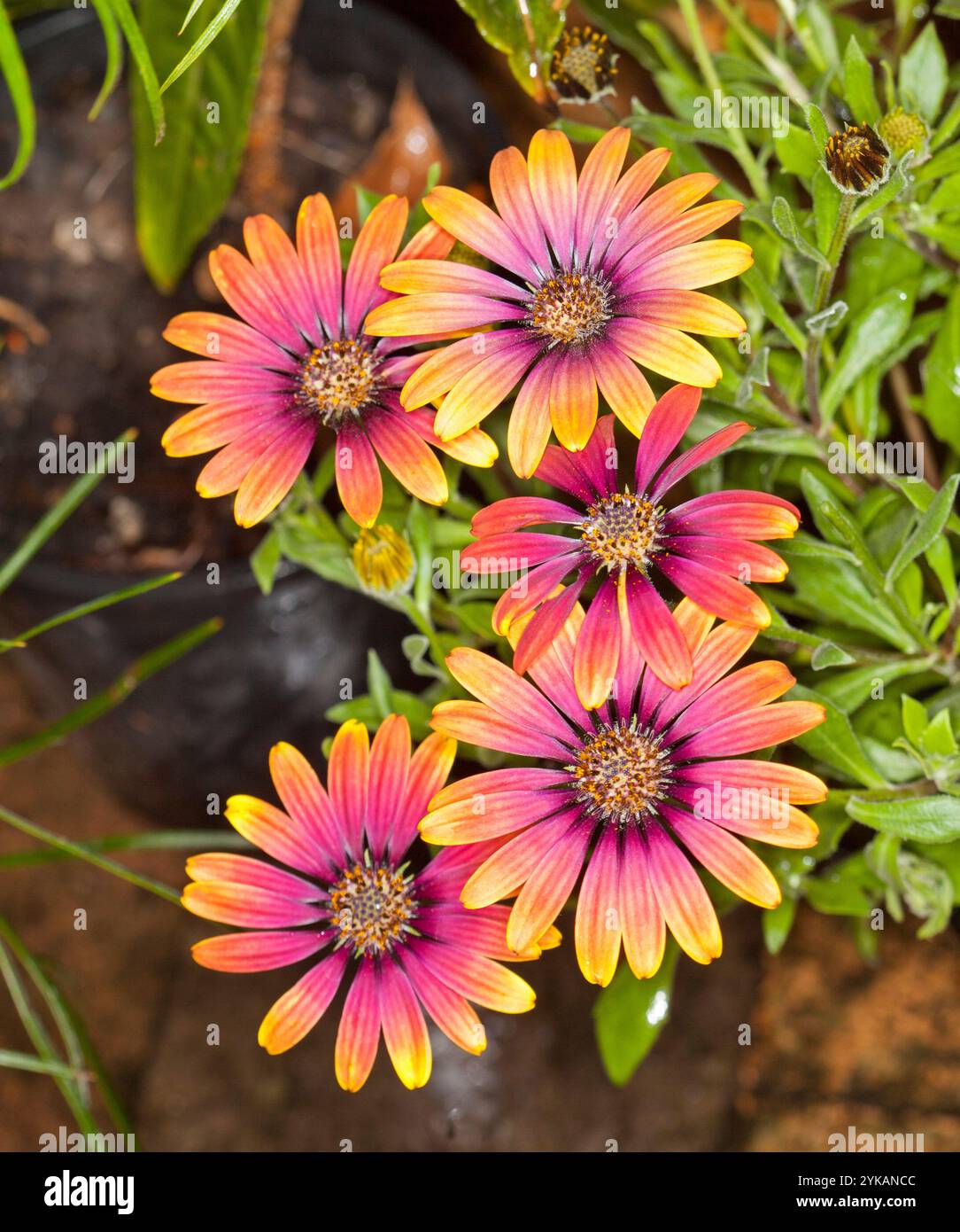 Gruppe lebendiger orangener Blüten und hellgrüner Blätter von Osteospermum, mehrjährige Gartenpflanze Stockfoto