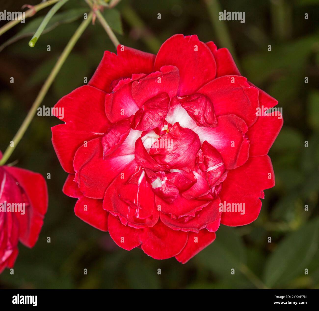 Leuchtend rote Rose mit weißen Flecken in der Mitte der Blütenblätter, vor dunkelgrünem Hintergrund Stockfoto