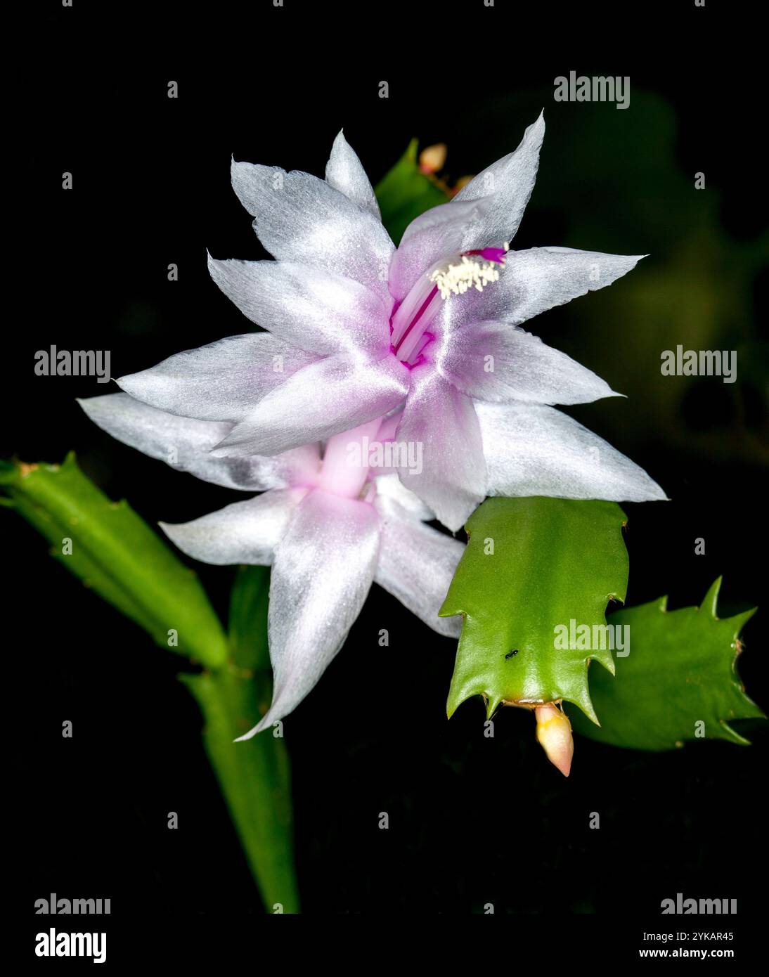 Spektakuläre weiße Blume mit glänzenden Blütenblättern, roten Staubblättern und grünen Blättern des epiphytischen Zygocactus auf dunklem Hintergrund Stockfoto