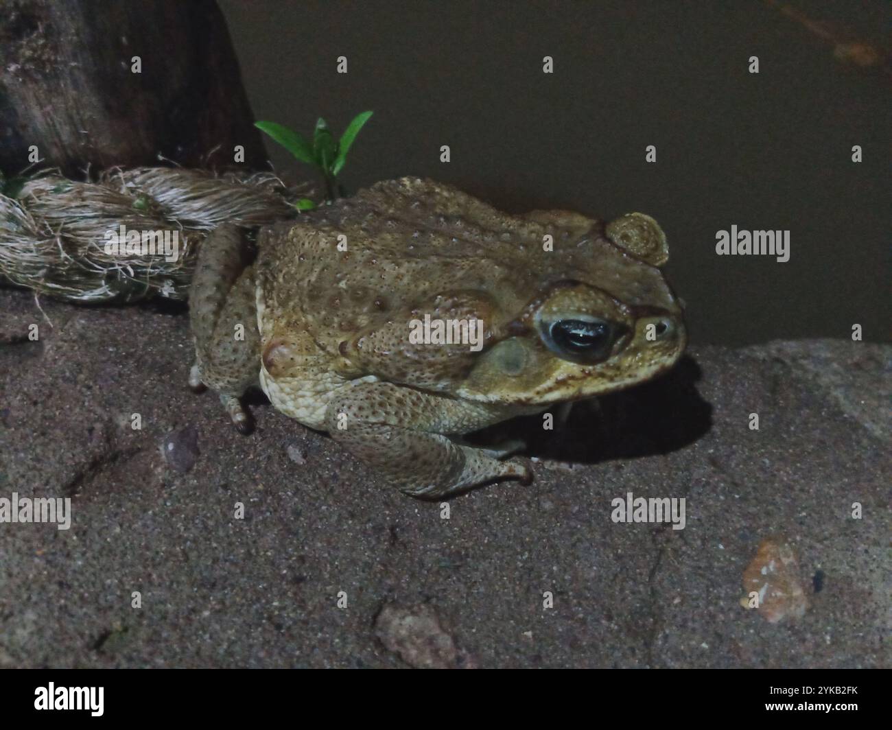 Riesenröte (Rhinella horribilis) Stockfoto