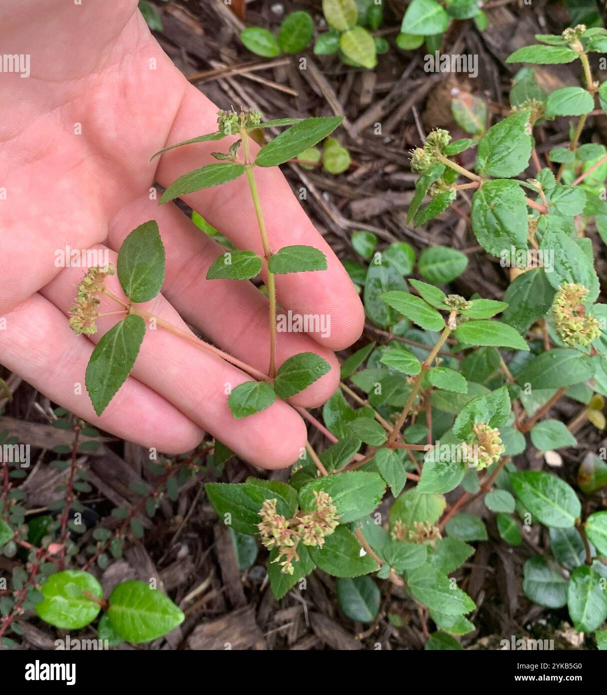 Florida Hängematte Sandmatte (Euphorbia ophthalmica) Stockfoto