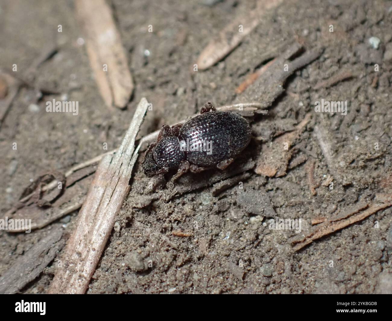 Erdbeerwurzel Weevil (Otiorhynchus ovatus) Stockfoto