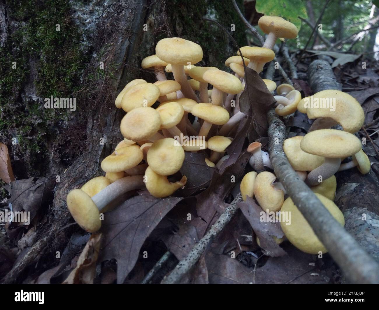 Ringloser Honigpilz (Desarmillaria caespitosa) Stockfoto