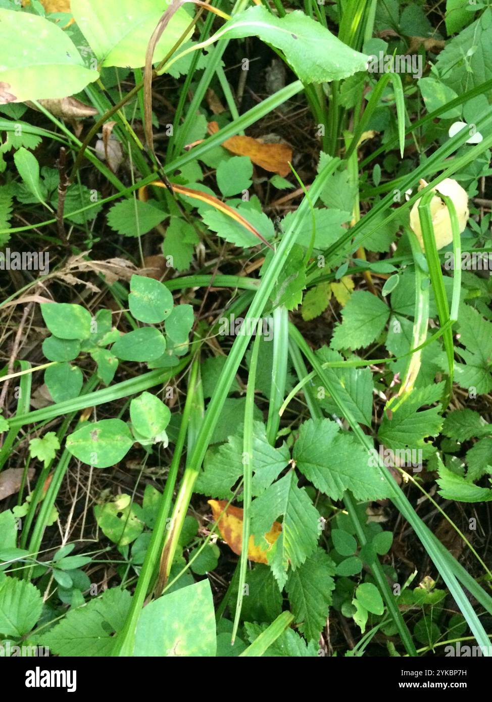 Gray's Segge (Carex gryi) Stockfoto