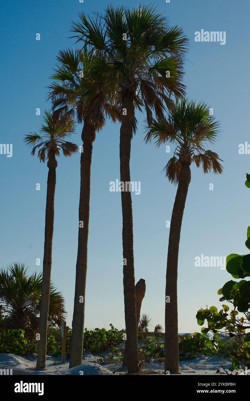 Eine Palme zwischen anderen grünen Palmen. Mangroven, Sand mit blauem Himmel Hintergrund an einem sonnigen Tag nahe Sonnenuntergang. Sieht aus wie ein Stummel mit gebogenem Stockfoto