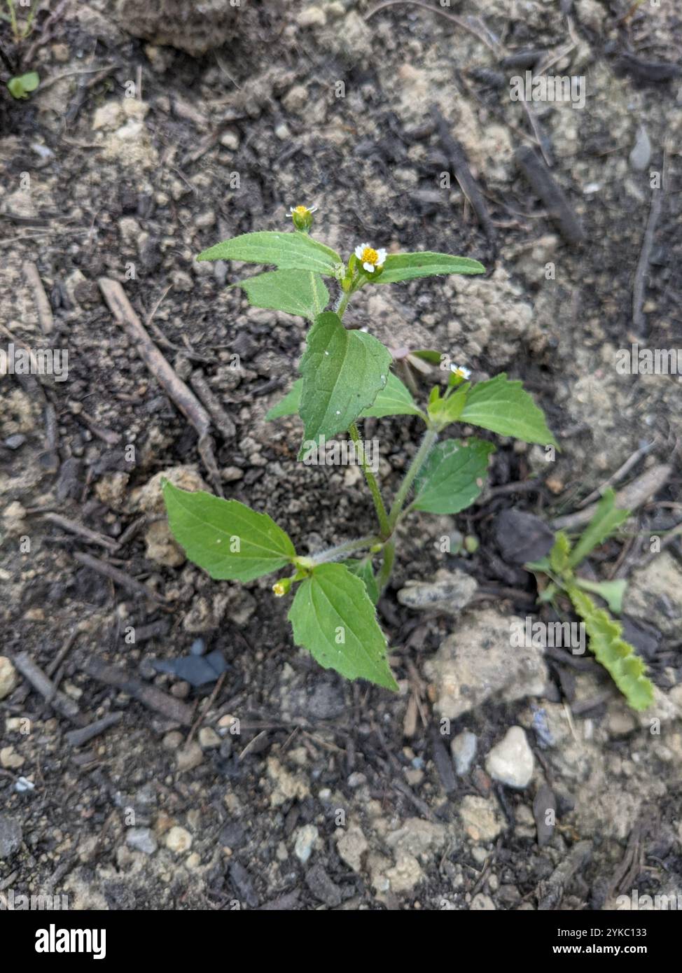 shaggy Soldat (Galinsoga quadriradiata) Stockfoto