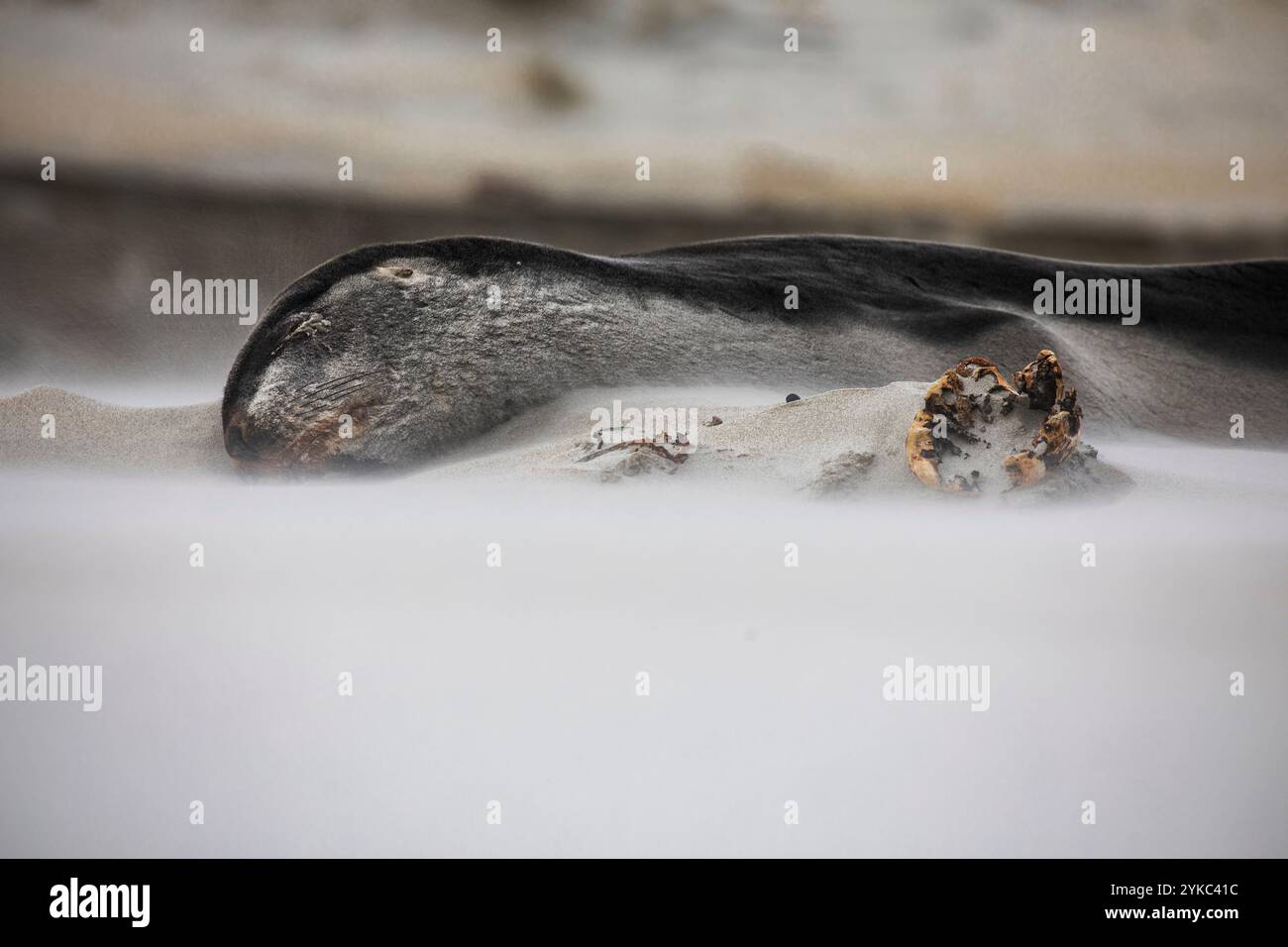 neuseelands Seelöwen schlafen im Sand Schuss mit niedriger Verschlussgeschwindigkeit Stockfoto