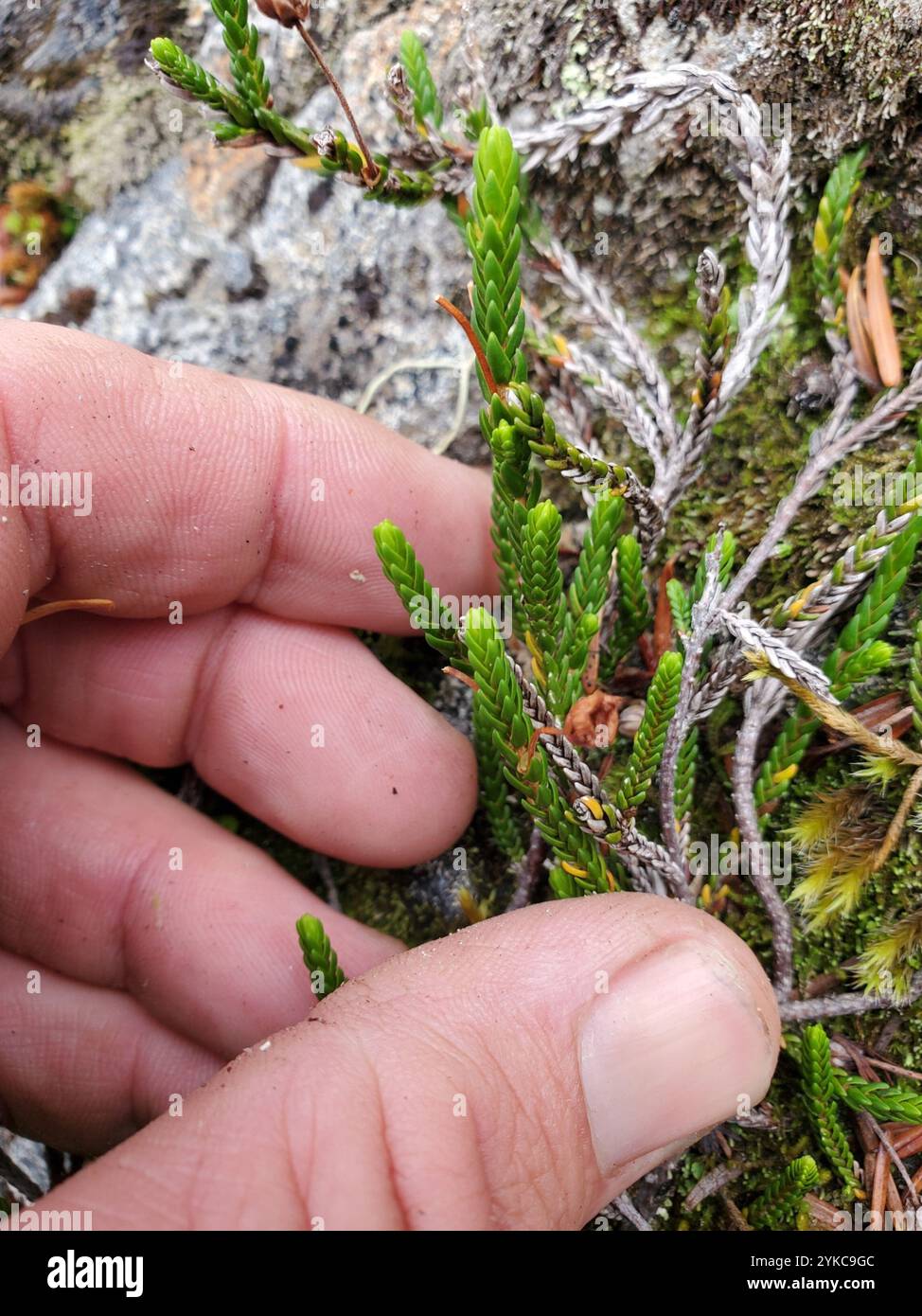 westliches Moos-Heidekraut (Cassiope mertensiana) Stockfoto