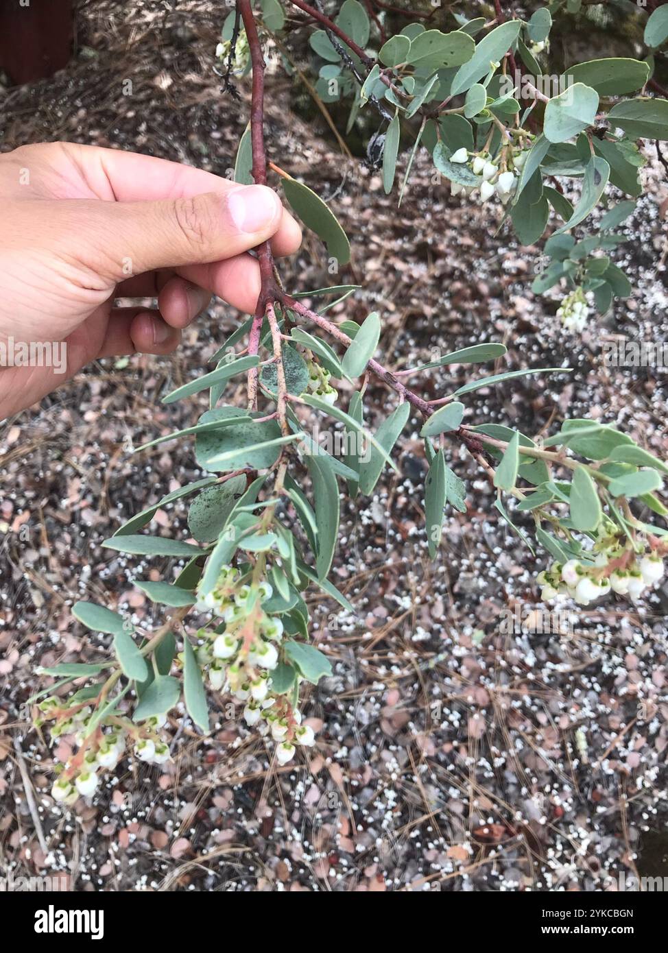 Big Berry Manzanita (Arctostaphylos glauca) Stockfoto