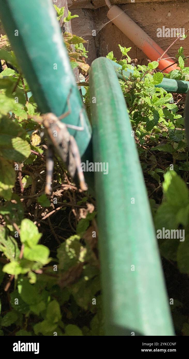 Grasshopper (Schistocerca nitens) Stockfoto